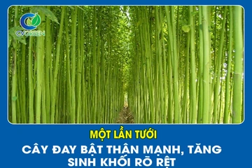 Một lần tưới – Cây Đay bật thân mạnh, tăng sinh khối rõ rệt