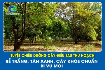 Tuyệt chiêu dưỡng cây Điều sau thu hoạch: Rễ trắng, tán xanh, cây khỏe chuẩn bị vụ mới