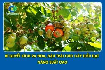 Bí quyết kích ra hoa, đậu trái cho cây điều đạt năng suất cao