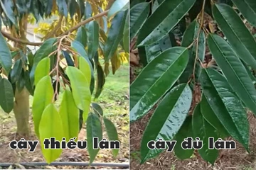 Phân biệt cơi đọt đủ lân và thiếu lân và phương pháp xử lý NPK 10-60-10 và MKP