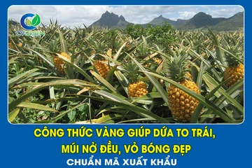 Công thức vàng giúp Dứa to trái, múi nở đều, vỏ bóng đẹp – Chuẩn mã xuất khẩu