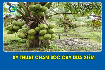 Kỹ thuật chăm sóc cây dừa xiêm
