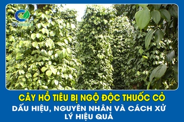 Cây hồ tiêu bị ngộ độc thuốc cỏ: Dấu hiệu, nguyên nhân và cách xử lý hiệu quả