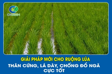 Giải pháp mới cho ruộng Lúa: Thân cứng, lá dày, chống đổ ngã cực tốt