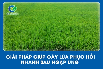 Giải pháp giúp cây Lúa phục hồi nhanh sau ngập úng