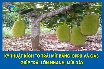 Kỹ thuật kích to trái mít bằng CPPU và GA3 giúp trái lớn nhanh, múi dày