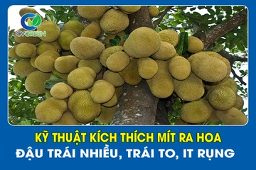 Kỹ thuật kích thích Mít ra hoa – Đậu trái nhiều, trái to, it rụng