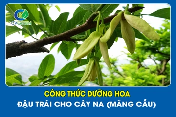 Công thức dưỡng hoa – Đậu trái cho cây Na (Mãng Cầu)