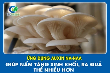 Ứng dụng Auxin NA-NAA giúp Nấm tăng sinh khối, ra quả thể nhiều hơn