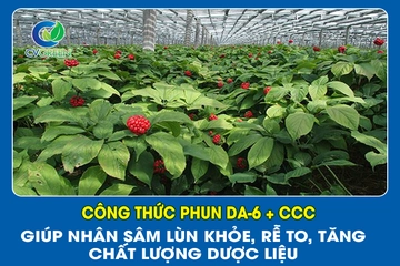 Công thức phun DA-6 + CCC giúp Nhân Sâm lùn khỏe, rễ to, tăng chất lượng dược liệu