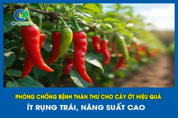 Phòng Chống Bệnh Thán Thư Cho Cây Ớt Hiệu Quả – Ít Rụng Trái, Năng Suất Cao