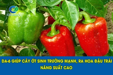 DA-6 giúp Cây Ớt sinh trưởng mạnh, ra hoa đậu trái tốt, năng suất cao