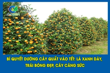 Bí quyết dưỡng cây Quất vào tết: Lá xanh dày, trái bóng đẹp, cây căng sức