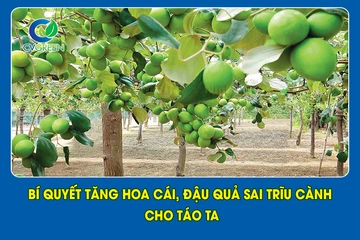 Bí quyết tăng hoa cái, đậu quả sai trĩu cành cho táo ta