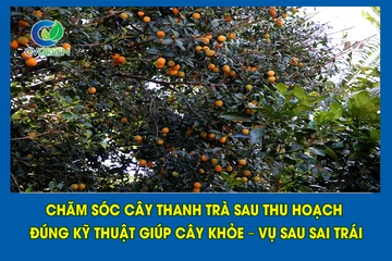 Chăm sóc cây thanh trà sau thu hoạch đúng kỹ thuật giúp cây khỏe – vụ sau sai trái