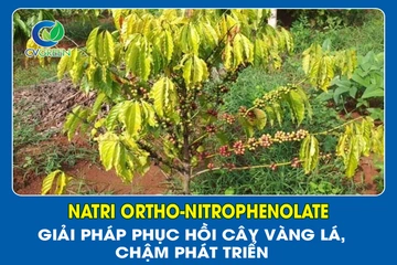 Natri Ortho-Nitrophenolate – Giải pháp phục hồi cây vàng lá, chậm phát triển