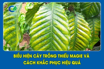 Biểu hiện cây trồng thiếu Magie và cách khắc phục hiệu quả