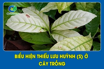 Biểu hiện thiếu Lưu Huỳnh (S) ở cây trồng