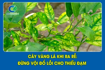 Cây vàng lá khi ra rễ: Đừng vội đổ lỗi cho thiếu đạm