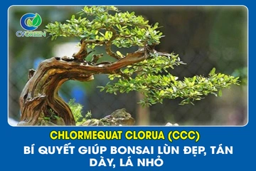 Chlormequat Clorua (CCC) – Bí quyết giúp bonsai lùn đẹp, tán dày, lá nhỏ