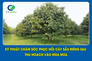 Kỹ thuật chăm sóc phục hồi cây Sầu Riêng sau thu hoạch vào mùa mưa