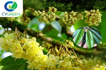 Quy trình xử lý ra hoa sầu riêng theo cơ đọt cuối 40–50 ngày - Hướng dẫn kỹ thuật đầy đủ, dễ áp dụng