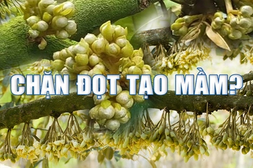 Quy trình vô lân chặn đọt tạo mầm sầu riêng Tây Nguyên