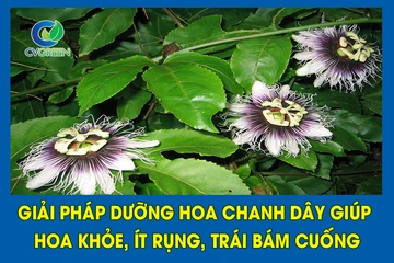 Giải pháp dưỡng hoa chanh dây giúp hoa khỏe, ít rụng, trái bám cuống