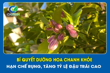 Bí quyết dưỡng hoa chanh khỏe – Hạn chế rụng, tăng tỷ lệ đậu trái cao