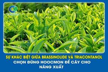  Sự khác biệt giữa  Brassinolide và Triacontanol. Chọn đúng hoocmon để cây cho năng xuất