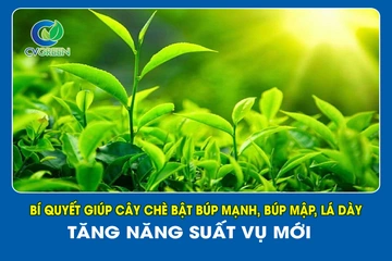 Bí quyết giúp cây Chè bật búp mạnh, búp mập, lá dày – Tăng năng suất vụ mới
