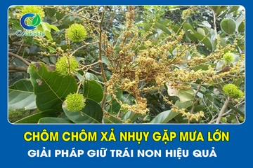 Chôm chôm xả nhụy gặp mưa lớn: Giải pháp giữ trái non hiệu quả