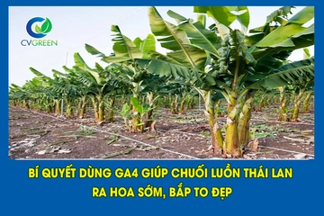 Bí quyết dùng GA4+7 giúp chuối luồn Thái Lan ra hoa sớm, bắp to đẹp