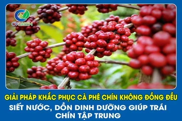 Giải Pháp Khắc Phục Cà Phê Chín Không Đồng Đều – Siết Nước, Dồn Dinh Dưỡng Giúp Trái Chín Tập Trung