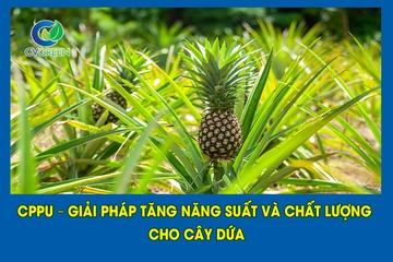 CPPU – Giải pháp tăng năng suất và chất lượng cho cây dứa
