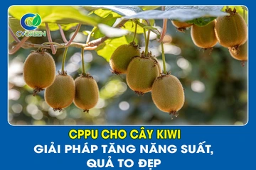 CPPU cho cây Kiwi – Giải pháp tăng năng suất, quả to đẹp