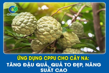 Ứng dụng CPPU cho cây Na: Tăng đậu quả, quả to đẹp, năng suất cao