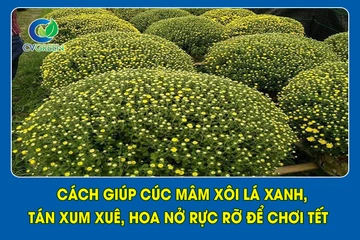 Cách giúp cúc mâm xôi lá xanh, tán xum xuê, hoa nở rực rỡ để chơi tết