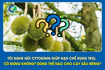 Tôi nghe nói Cytokinin giúp hạn chế rụng trái, có đúng không? Dùng thế nào cho cây sầu riêng?