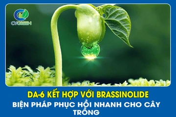 DA-6 kết hợp với Brassinolide – Biện pháp phục hồi nhanh cho cây trồng
