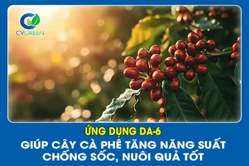 Ứng dụng DA-6 giúp cây Cà Phê tăng năng suất, chống sốc, nuôi quả tốt
