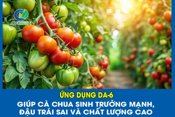 Ứng dụng DA-6 giúp Cà Chua sinh trưởng mạnh, đậu trái sai và chất lượng cao