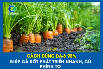 Cách dùng DA-6 98% giúp cà rốt phát triển nhanh, củ phình to