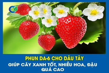 Phun DA-6 cho dâu tây: Giúp cây xanh tốt, nhiều hoa, đậu quả cao