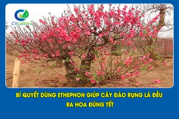Bí quyết dùng Ethephon giúp cây đào rụng lá đều – ra hoa đúng Tết