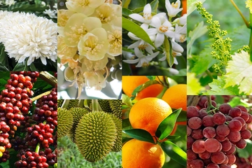 Tiết lộ 5 hoạt chất giúp tăng tỉ lệ đậu quả, nồng độ sử dụng giai đoạn ra hoa