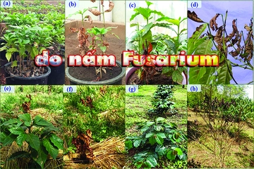 Quản lý bệnh héo vàng, héo rũ, chết chậm do nấm Fusarium: phòng đúng mới hiệu quả lâu dài