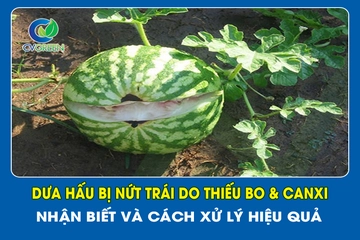 Dưa hấu bị nứt trái do thiếu Bo & Canxi: Nhận biết và cách xử lý hiệu quả