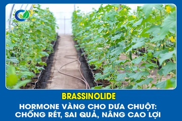 Brassinolide – Hormone vàng cho dưa chuột: Chống rét, sai quả, nâng cao lợi nhuận