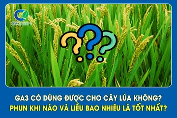 GA3 có dùng được cho cây lúa không? Phun khi nào và liều bao nhiêu là tốt nhất?